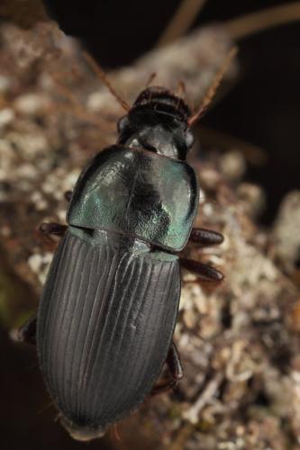 Réf. 228 331 : Harpalus dimidiatus